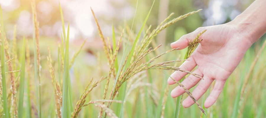 Optimal Harvesting Period for Basmati Rice in Pakistan